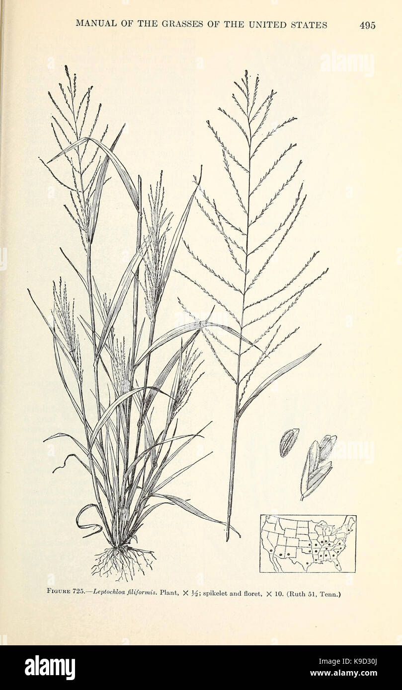Questa pagina tratta da un manuale sulle erbe degli Stati Uniti fornisce informazioni dettagliate sull'identificazione e la classificazione delle specie erbose presenti negli Stati Uniti. Foto Stock