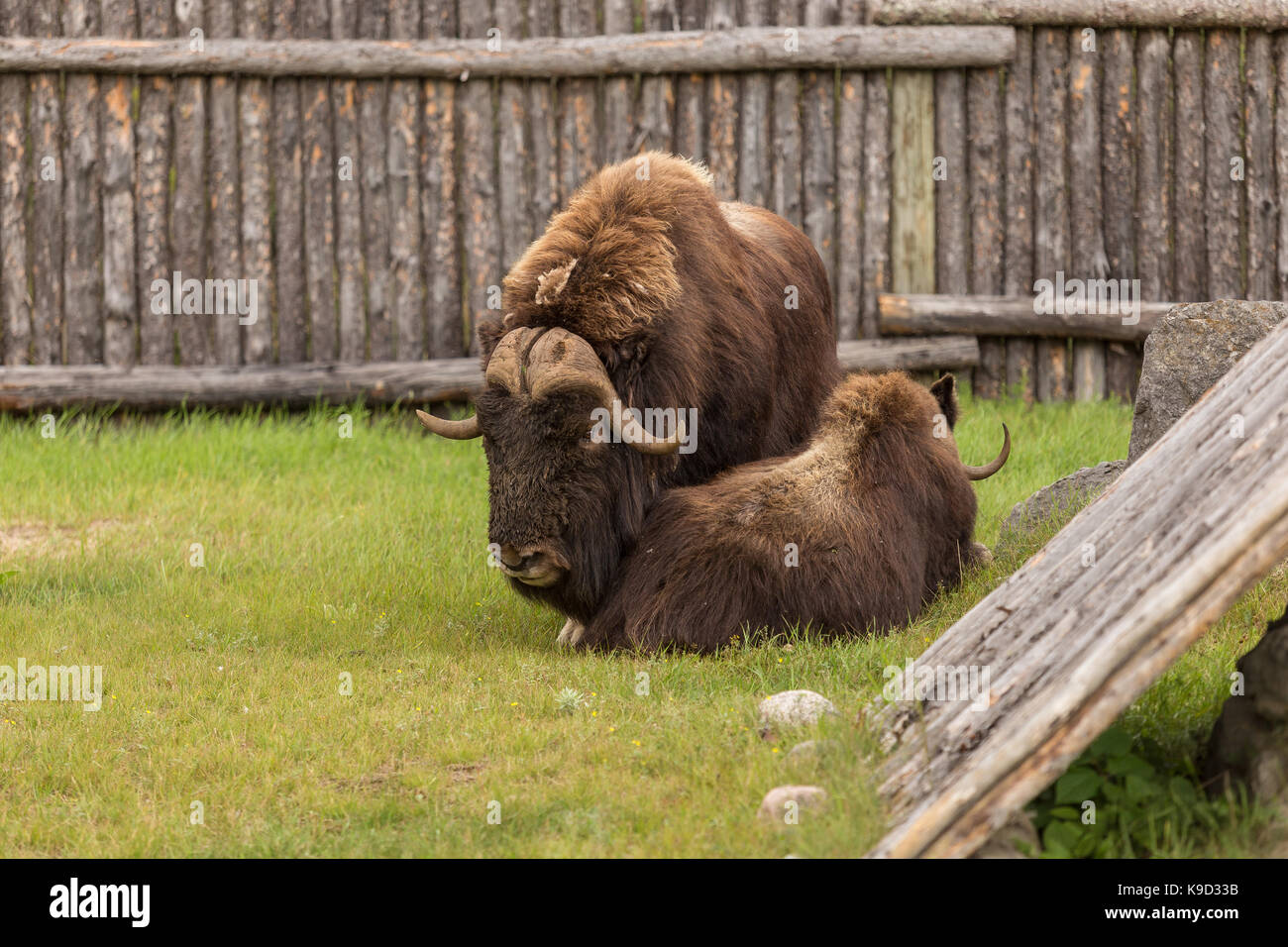 Due muskox (anche ortografato musk ox e muschio-ox) è visto allo Zoo sauvage di st. felicien, quebec venerdì 25 agosto, 2017. Foto Stock