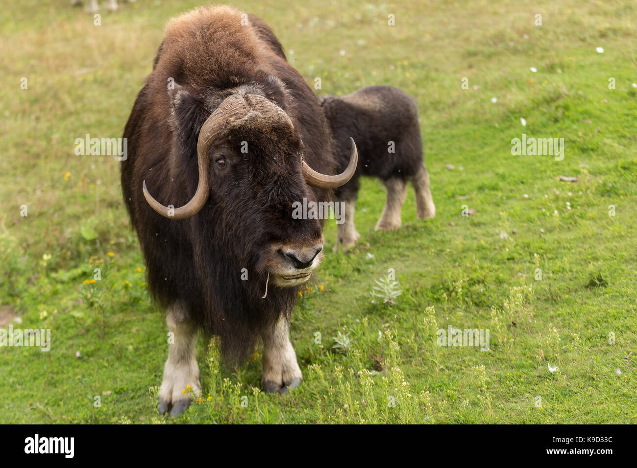 Un muskox (anche ortografato musk ox e muschio-ox) è visto allo Zoo sauvage di st. felicien, quebec venerdì 25 agosto, 2017. Foto Stock