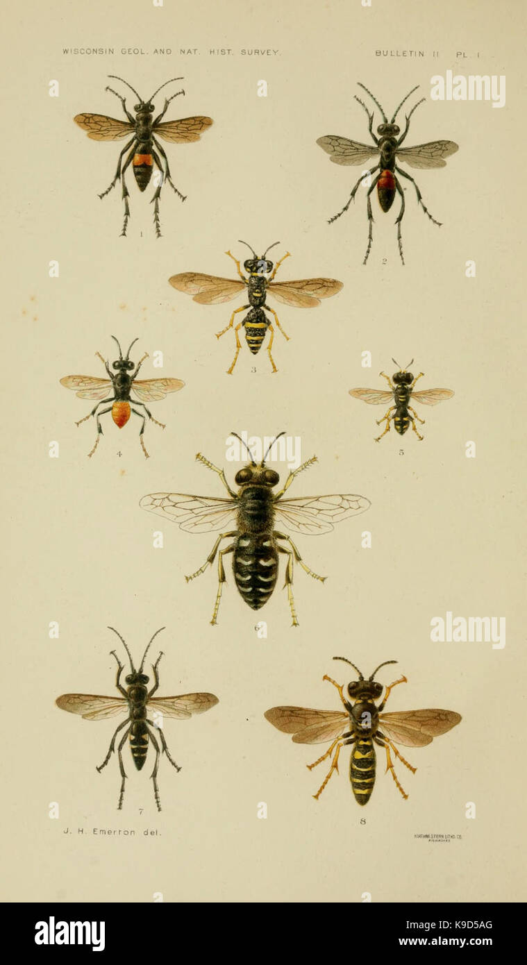 Su gli istinti e le abitudini delle vespe solitarie (PL. I) BHL9359738 Foto Stock