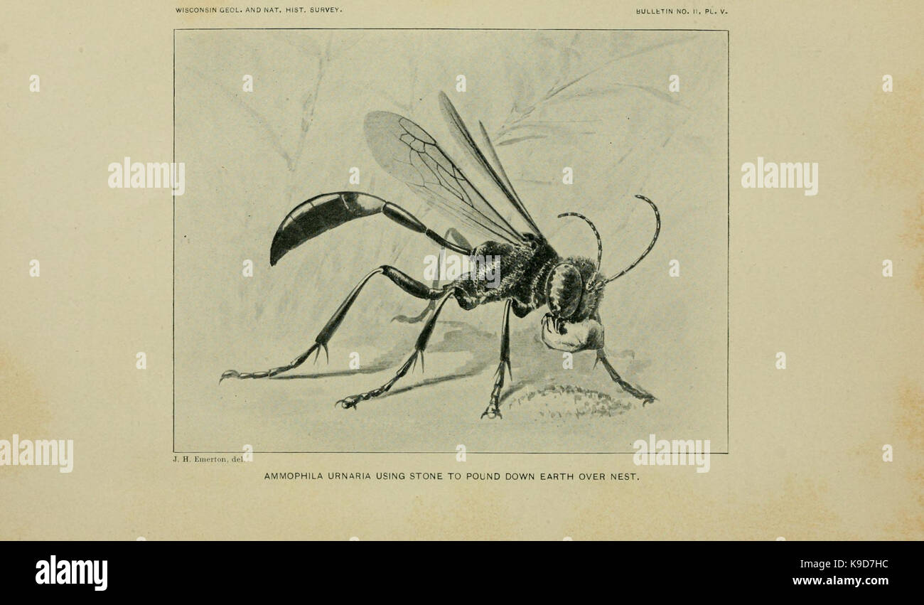 Su gli istinti e le abitudini delle vespe solitarie (PL. V) BHL9359716 Foto Stock