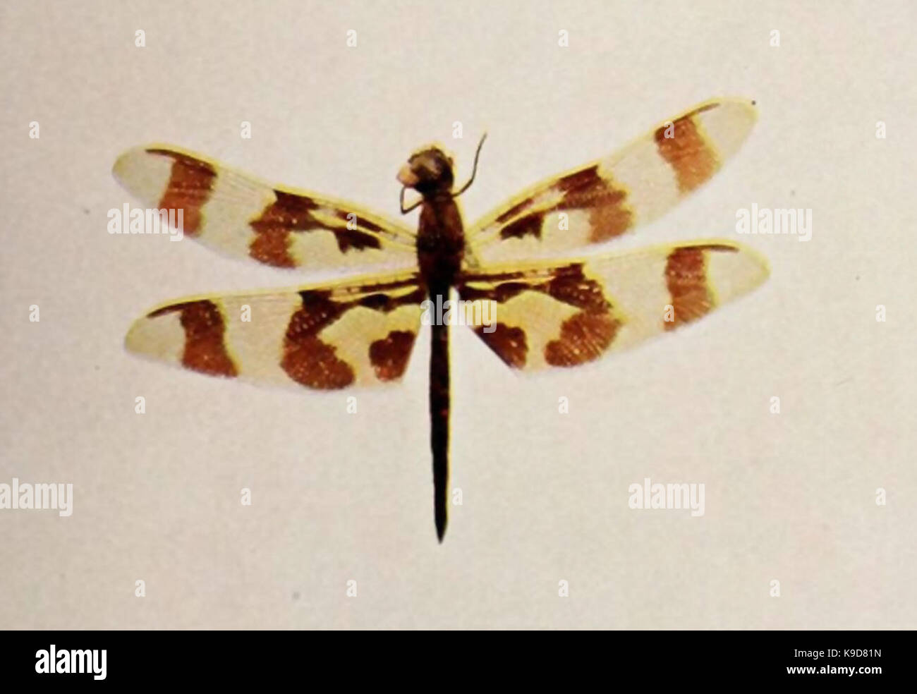 Natura vicini Celithemis eponina Foto Stock
