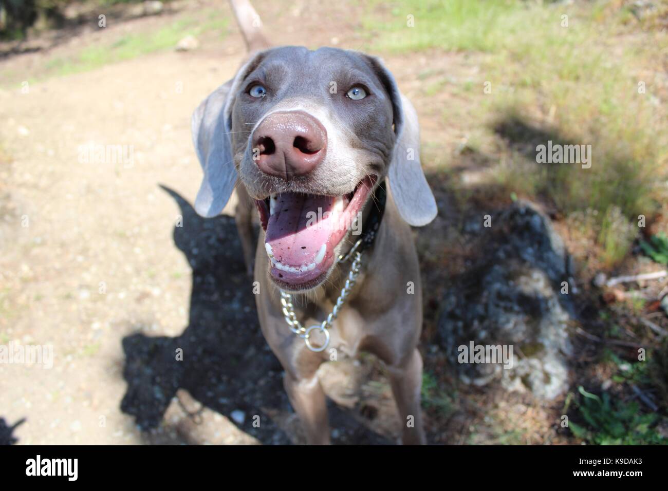 Happy Happy happy weimaraner Foto Stock