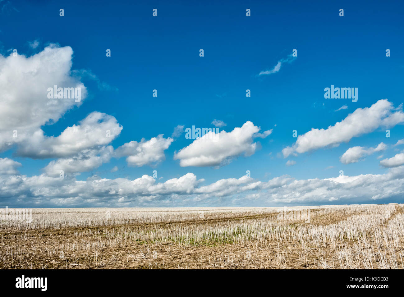 Kent, Regno Unito. Un campo di stoppie di mais dopo il raccolto sotto una tarda estate cielo Foto Stock