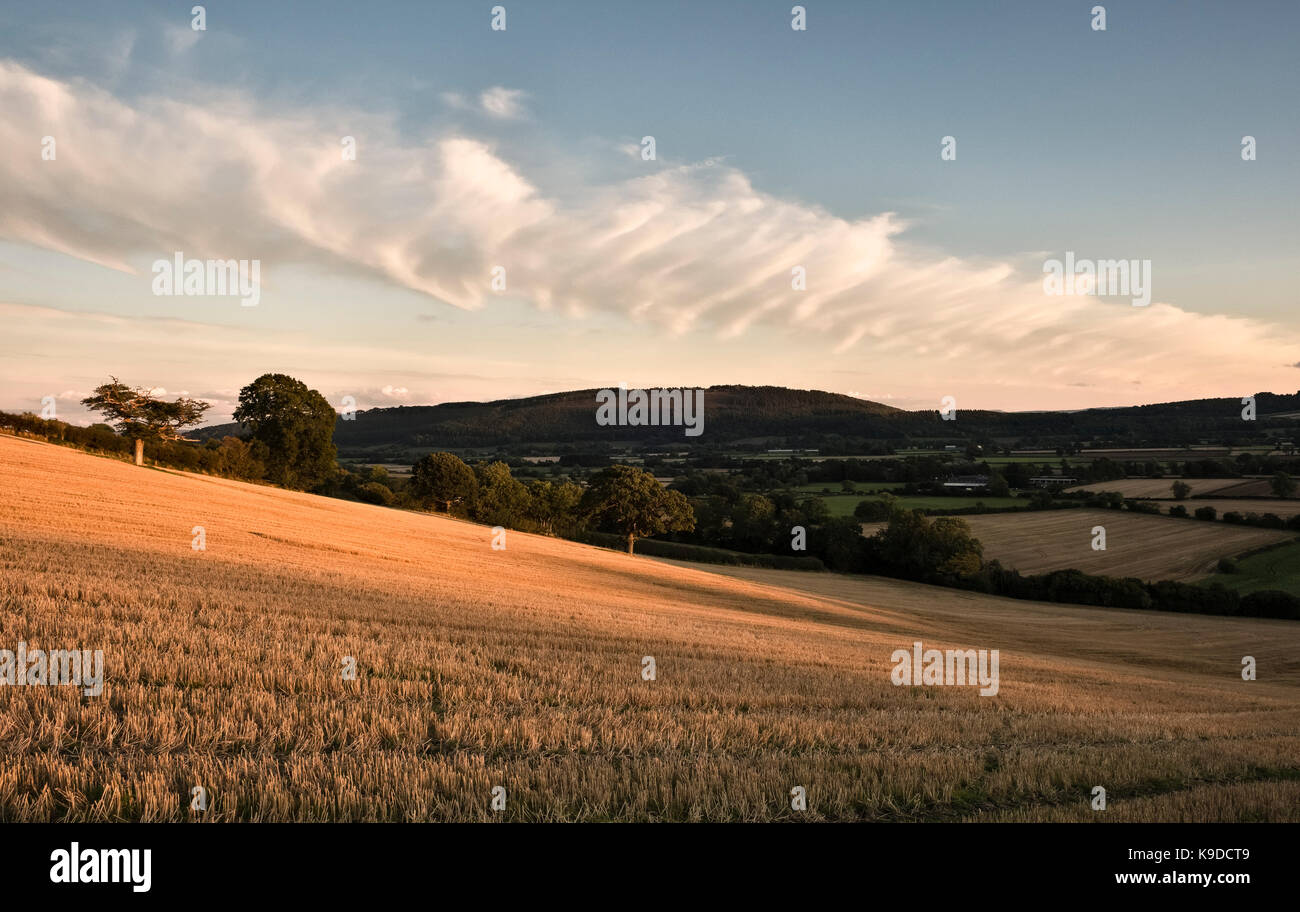 Stapleton, Herefordshire, UK. Le ombre della sera attraverso un campo di stoppie, dopo la raccolta in autunno Foto Stock
