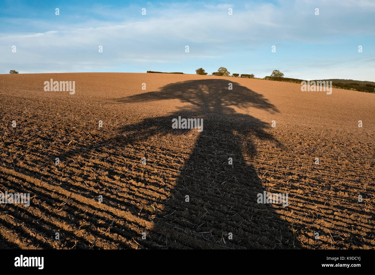 Herefordshire, Regno Unito. L'ombra di una quercia cade attraverso un nuovo campo erpicò al tramonto in autunno, dopo il raccolto Foto Stock