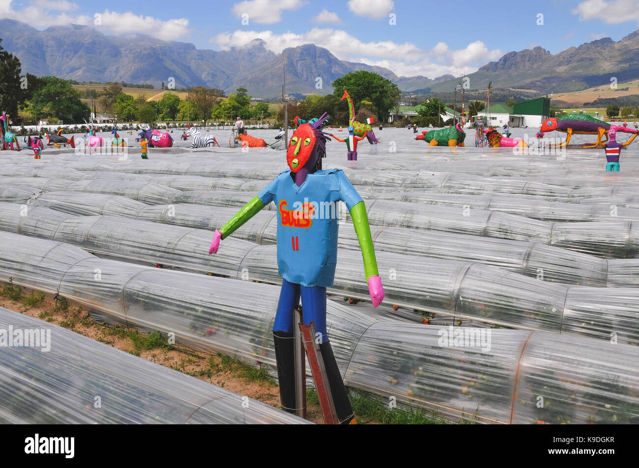 La piantagione di fragole Mooiberge vicino a Stellenbosch, Sud Africa Foto Stock