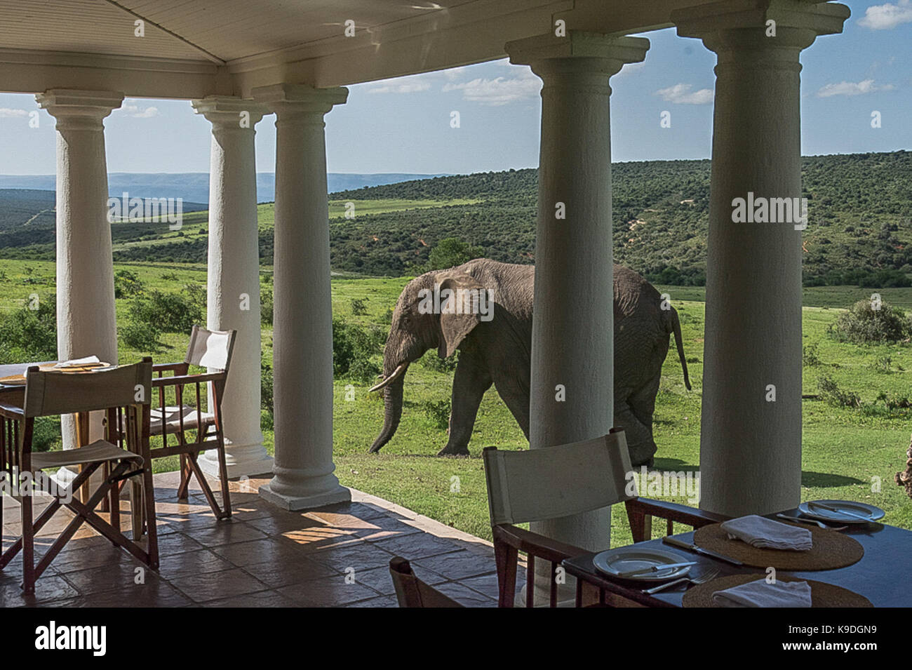 Elefante africano a Addo Elephant Park, Gorah Elephant Camp, Sud Africa Foto Stock
