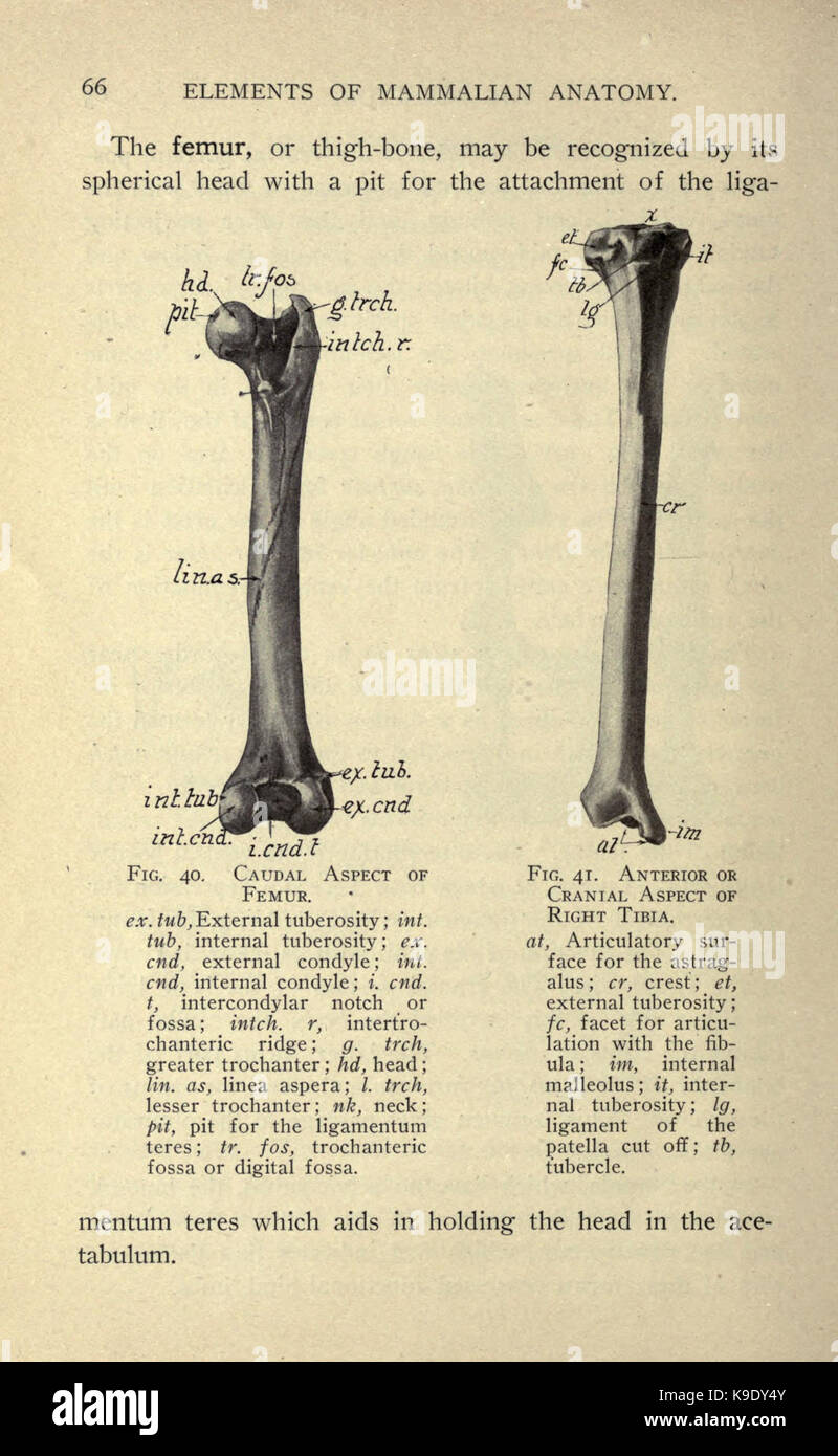 Anatomia di mammifero (pagina 66) BHL18735509 Foto Stock
