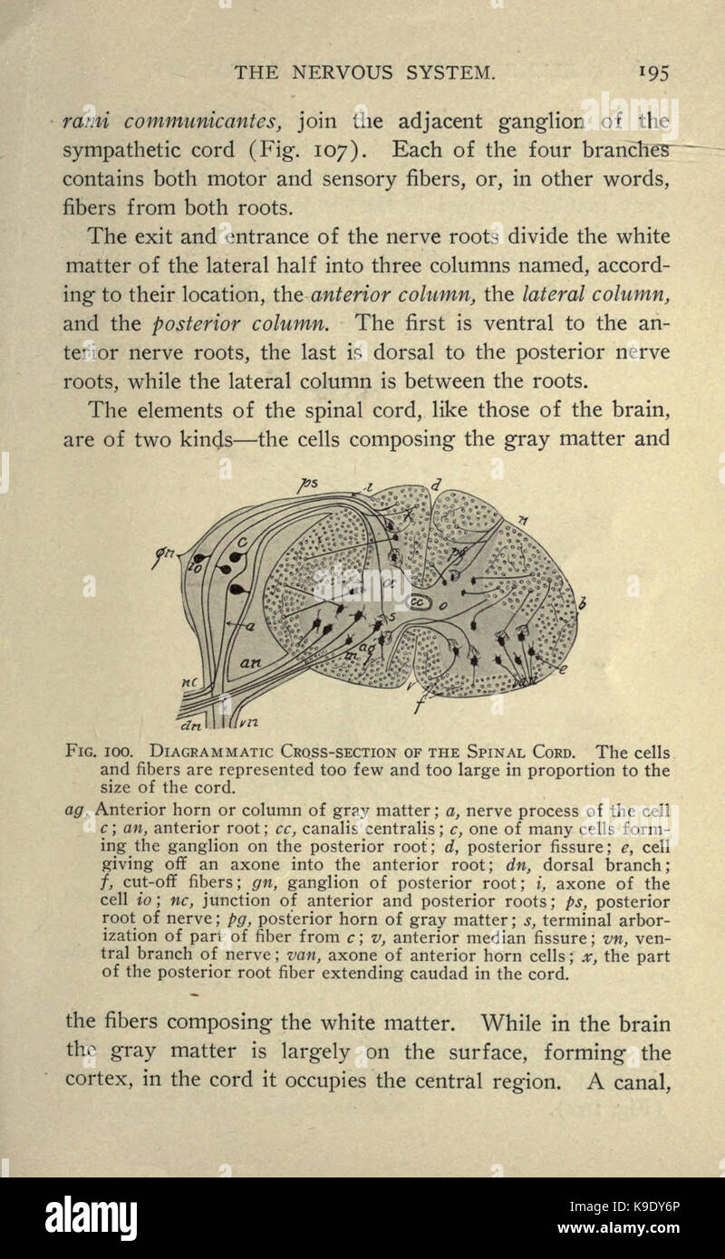 Anatomia di mammifero (pagina 195) BHL18735638 Foto Stock
