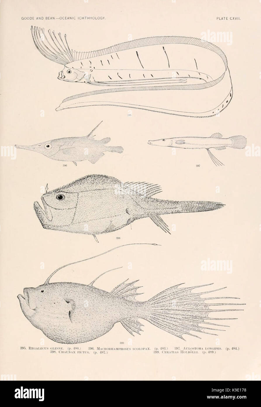 Oceanic ittiologia (piastra CXVII) (6441813289) Foto Stock