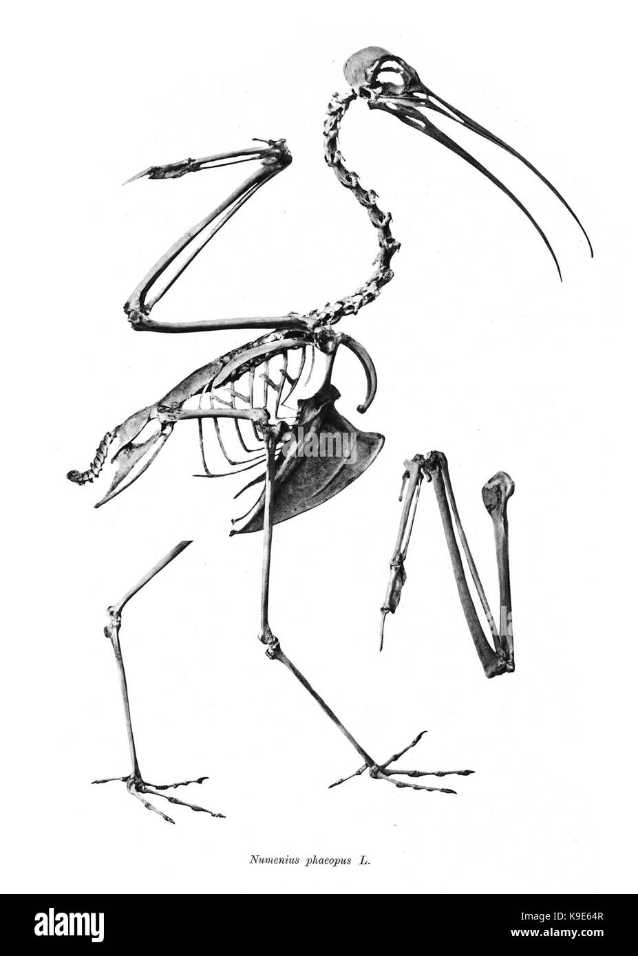 Numenius phaeopus 133 Foto Stock