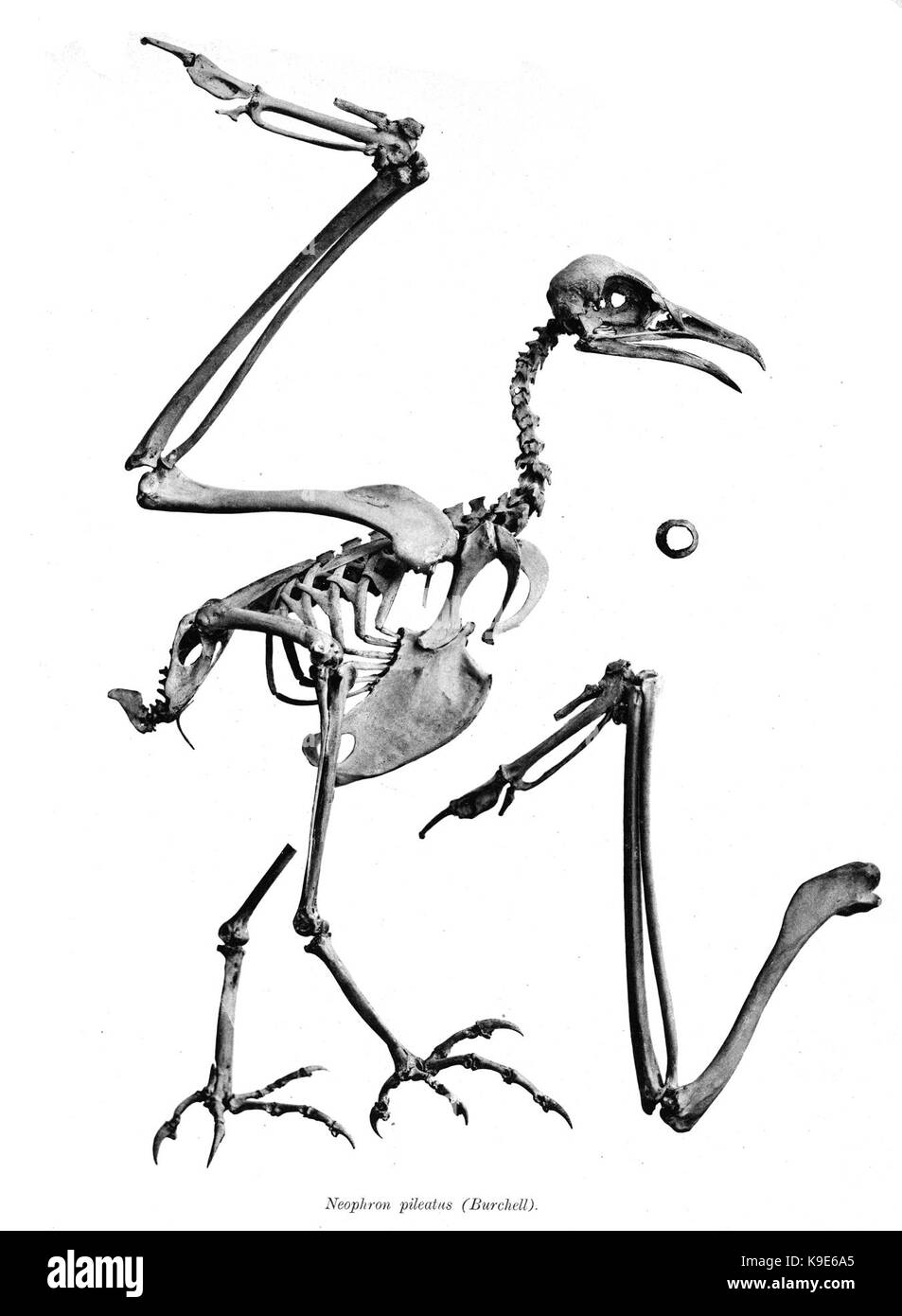 Neophron pileatus 151 Foto Stock