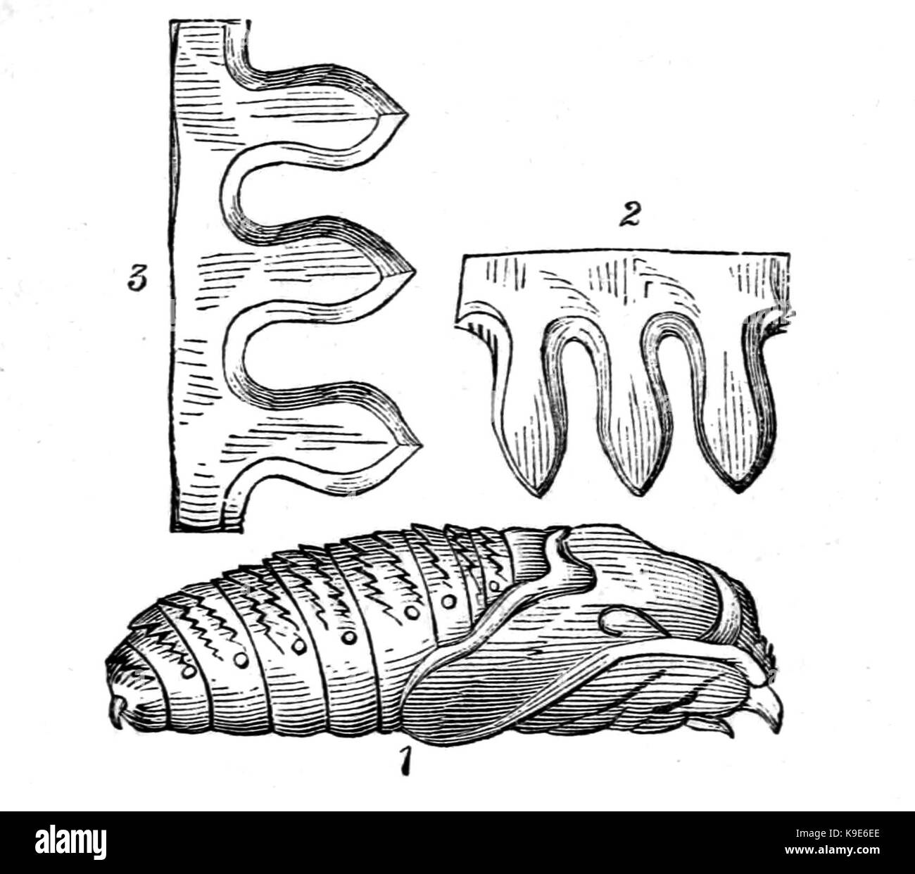 Naturalistslibraryp92 Foto Stock