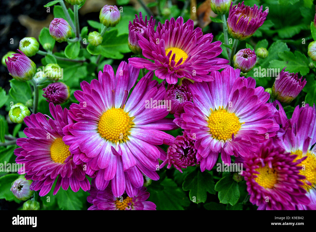 fiori viola Foto Stock