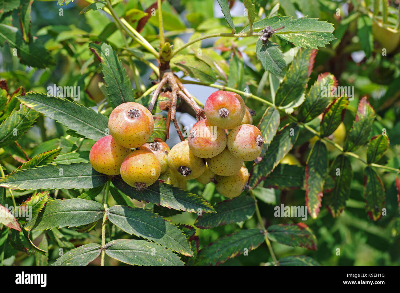 Frutti del SORBUS DOMESTICA, il servizio-tree, dalla famiglia delle rosacee Foto Stock