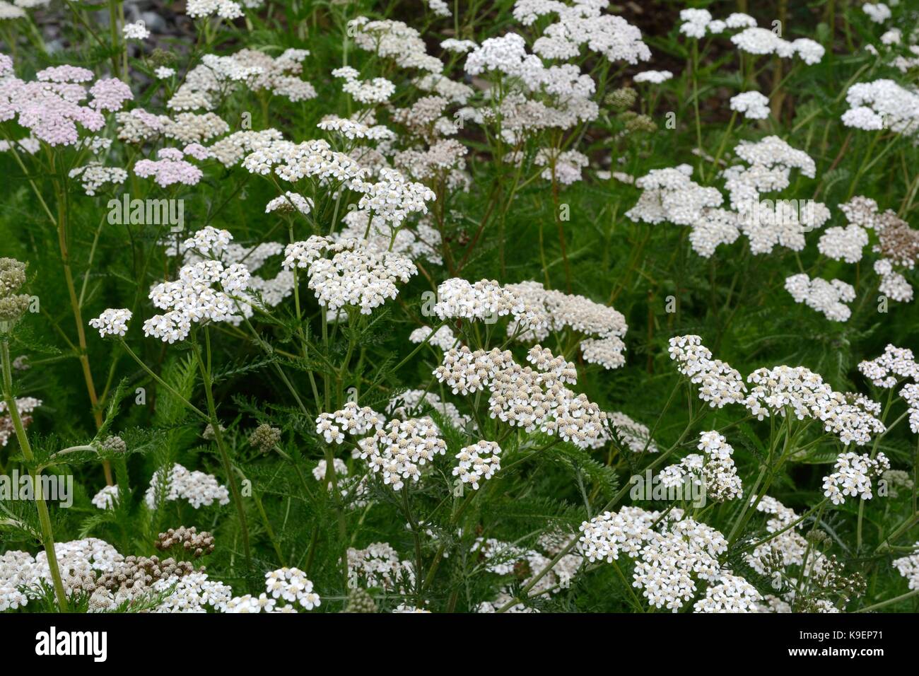 Achillea millefolium achillea millefoglie comune fiori Foto Stock