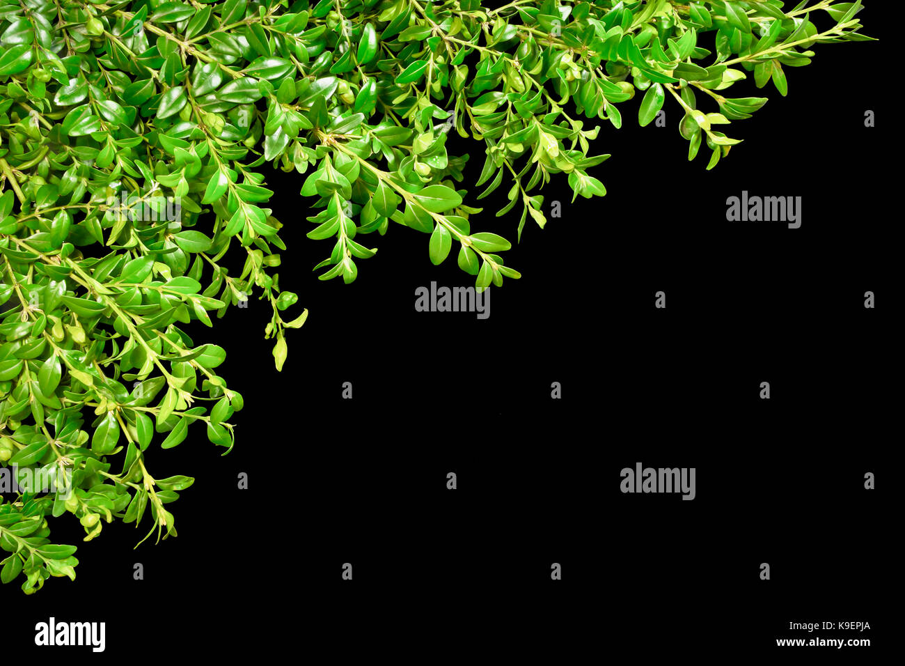 Sfondo con i rametti di legno di bosso su uno sfondo nero. molla. Pasqua. Foto Stock