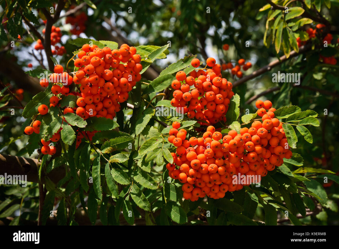 Ramoscello con red rowan bacche close-up . Foto Stock