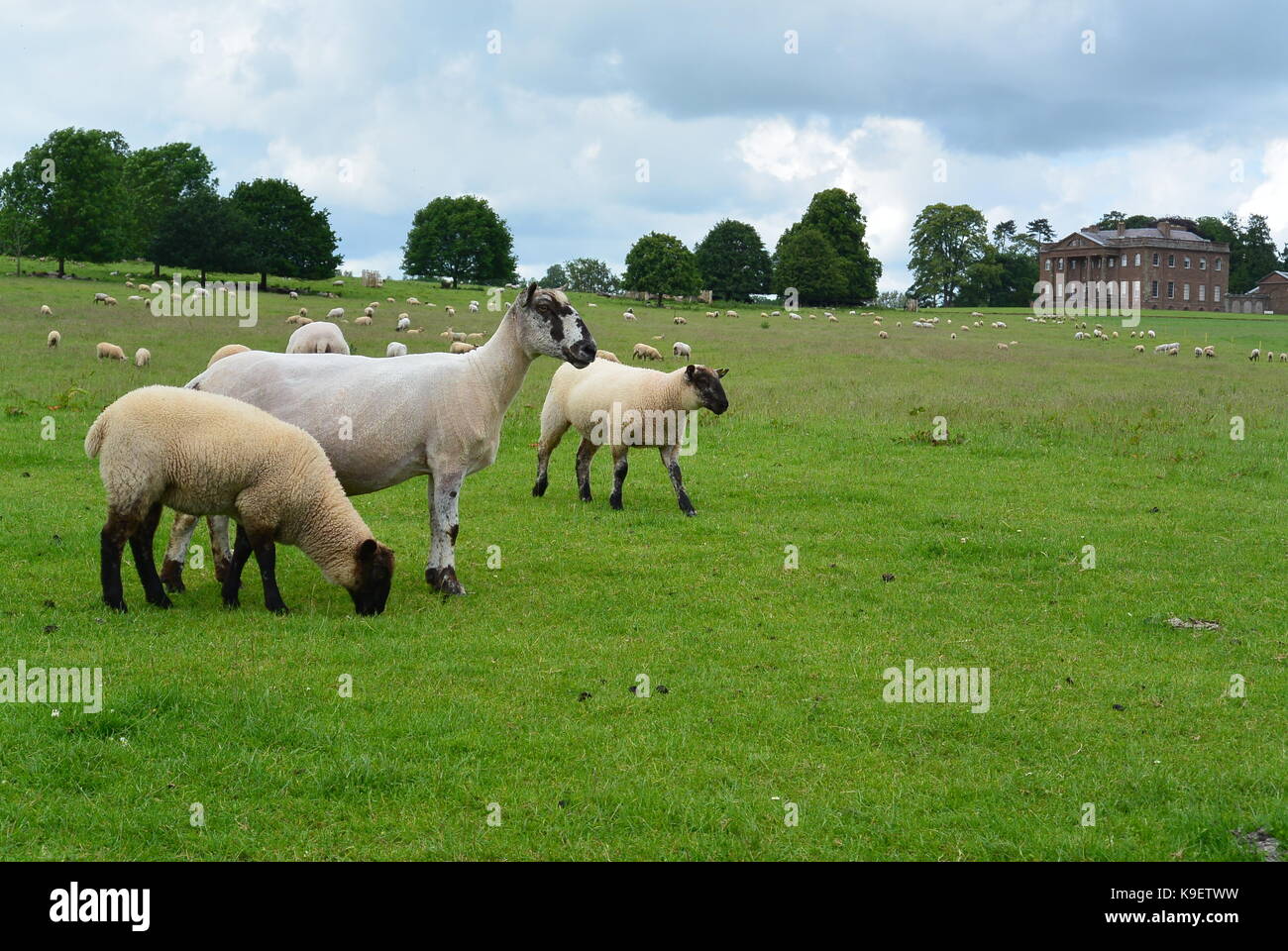 Il National Trust del Galles Foto Stock