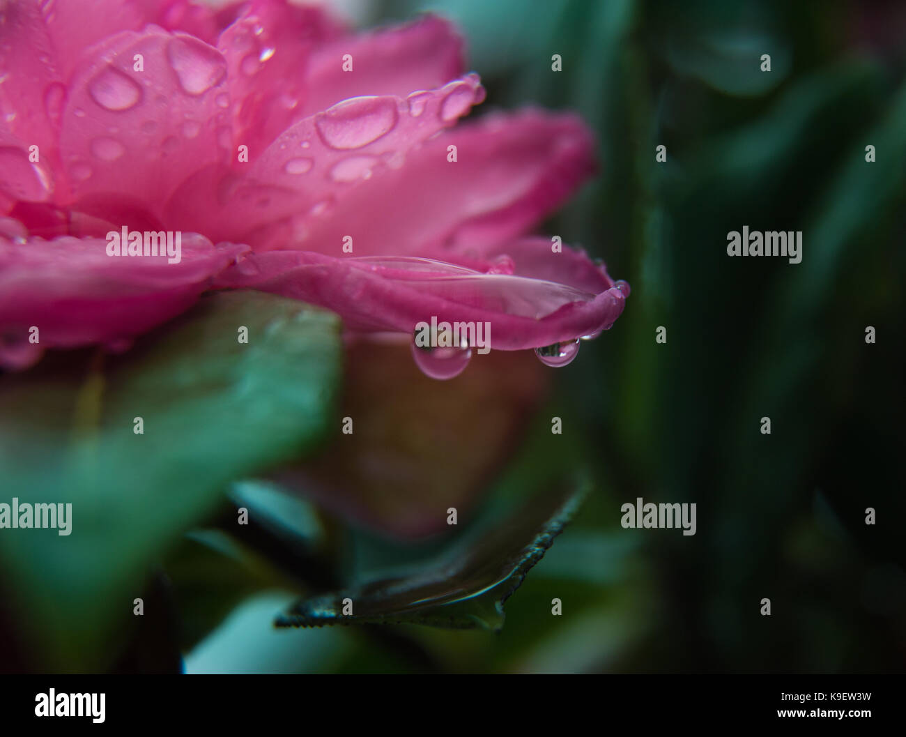 Close up macro di un floer con goccioline di acqua Foto Stock