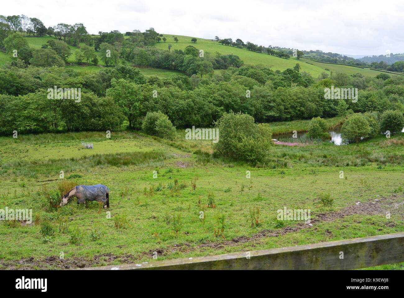 Panorama su valli gallesi vicino pumsaint con i cavalli Foto Stock