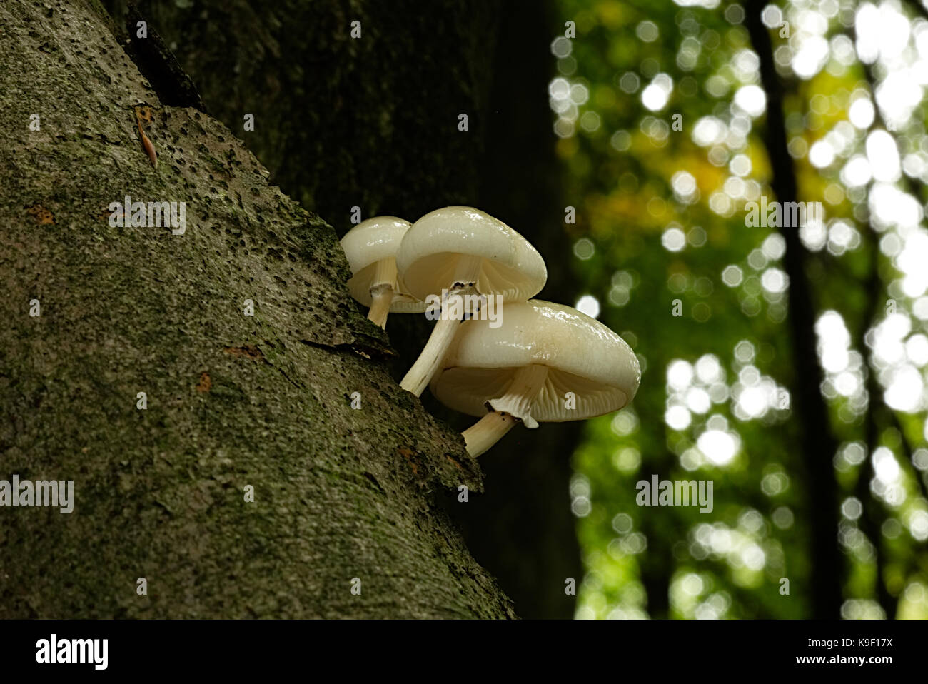 Fungo di porcellana, oudemansiella mucida, armillaria mucida, appare da giugno a ottobre Foto Stock