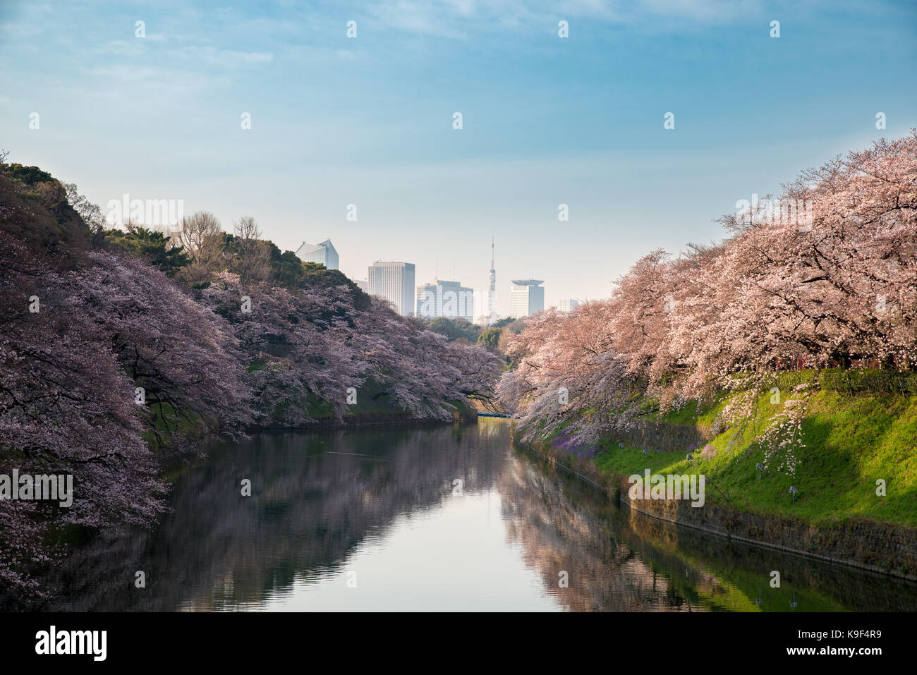 Vista del massiccio di fioritura di ciliegio a Tokyo in Giappone come sfondo. photoed a chidorigafuchi, Tokyo, Giappone. Foto Stock