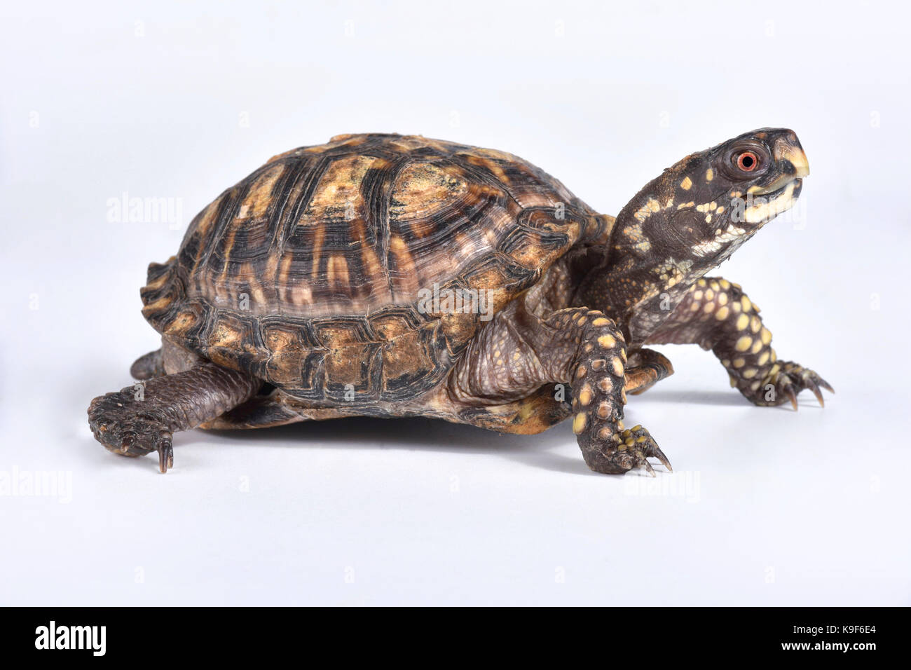 Scatola orientale tartaruga, terrapene carolina carolina Foto Stock