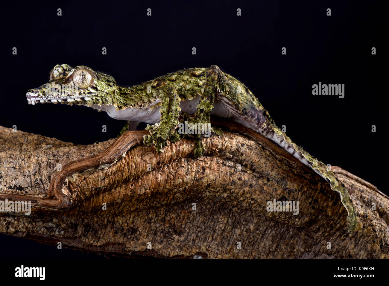 Foglie giganti-tailed geco uroplatus giganteus Foto Stock