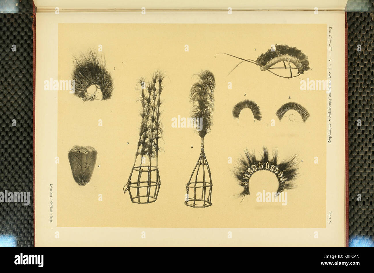 Piatto 10 del volume 3 di "Nova Guinea", un'opera incentrata sulla flora e la fauna della nuova Guinea. Questo piatto mostra la biodiversità della regione, tra cui varie specie native dell'isola. Foto Stock
