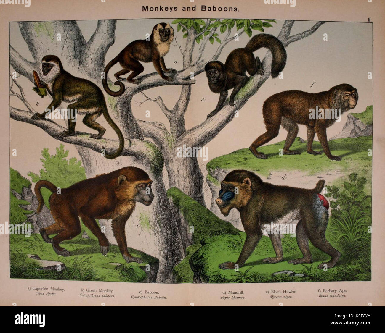 Storia naturale del regno animale per l'uso di giovani piastra (II) (5974927786) Foto Stock