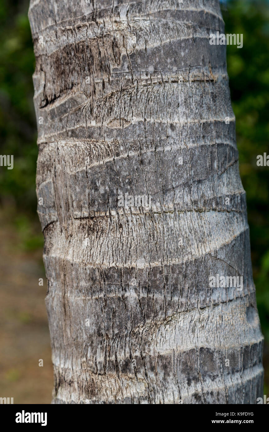 Philipsburg, Sint Maarten. Palm Tree Trunk. Foto Stock