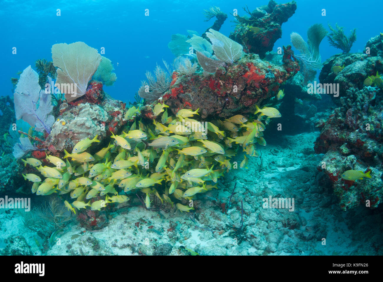Tipico paesaggio sottomarino da una sana Coral reef in Puerto Morelos, Messico con una scuola di francese grunt pesci e coralli colorati. Foto Stock