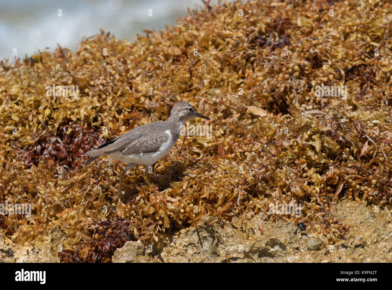 Sandpiper foraggi su lavato fino sargassum weed ad una spiaggia caraibica. Foto Stock