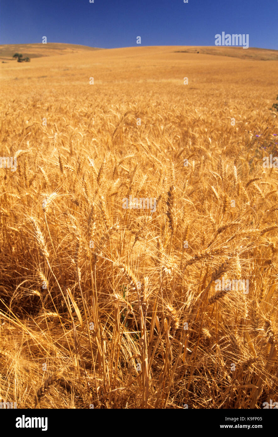 Wheatfield, Umatilla County, Oregon Foto Stock