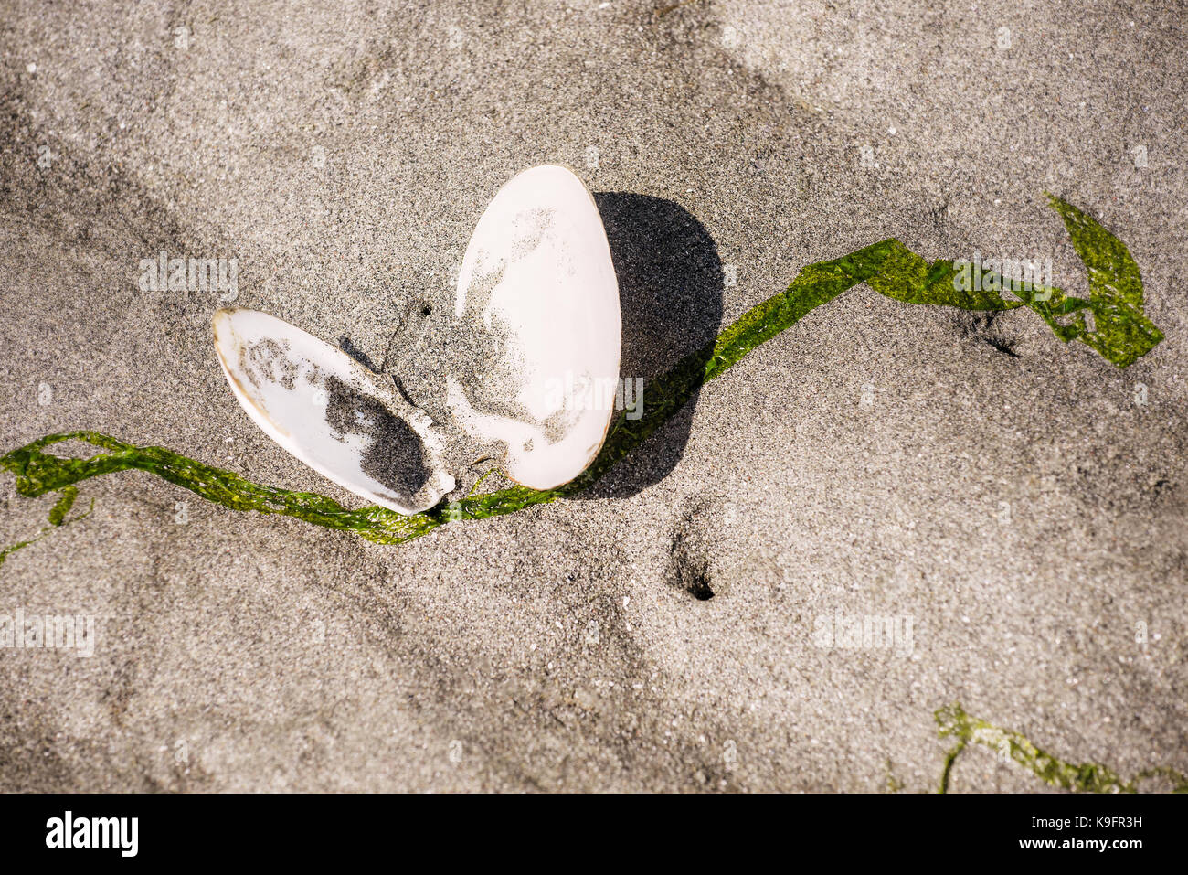 Accoccolato nella sabbia, questo delicato shell assomiglia ad un appoggio butterfly. Whidbey Island, nello Stato di Washington. Foto Stock