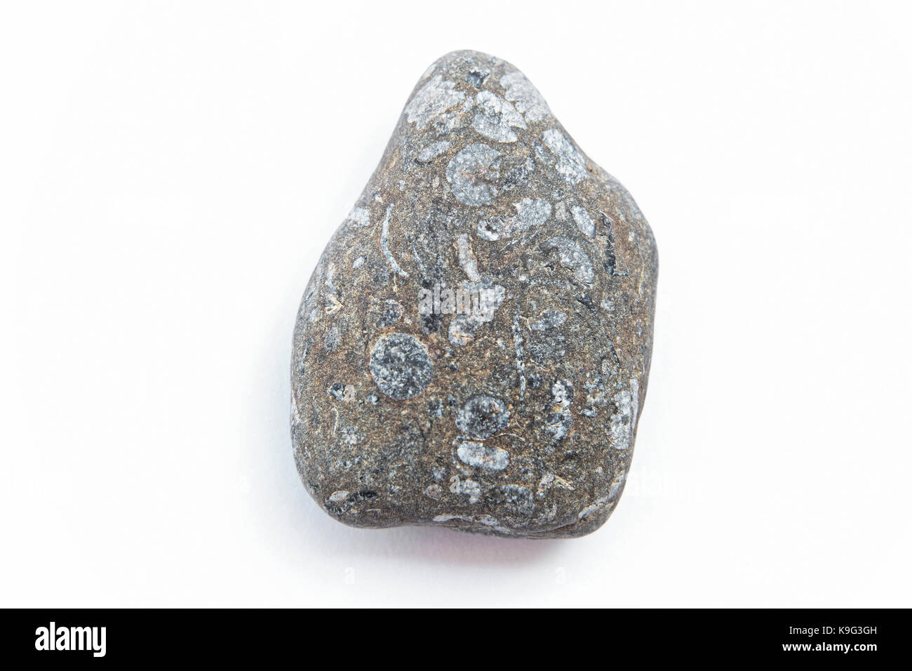 Un lato di un antico calcare roccia fossile con crinoidi, briozoi pelecypods e nautiloidi da Upper Ordovician periodo circa 445 milioni di anni Foto Stock