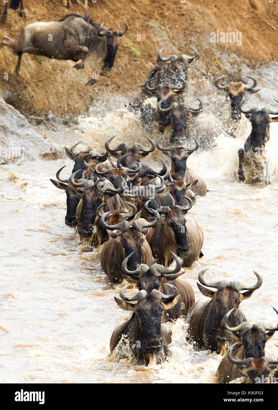 Wildebeests o gnu attraversando il fiume Mara durante la grande migrazione Foto Stock