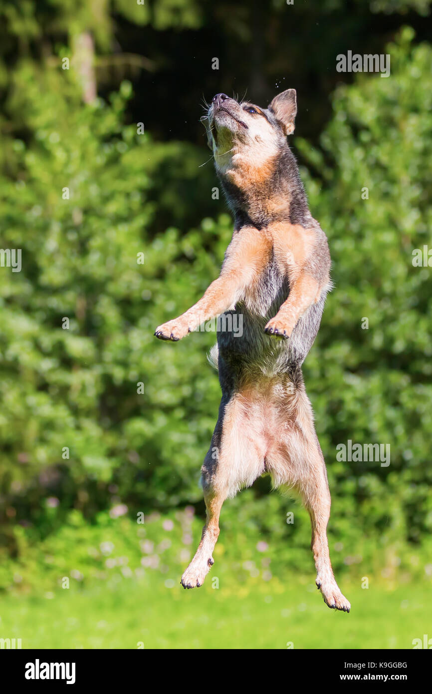 Immagine di un australiano cattledog che salta di alta all'aperto Foto Stock