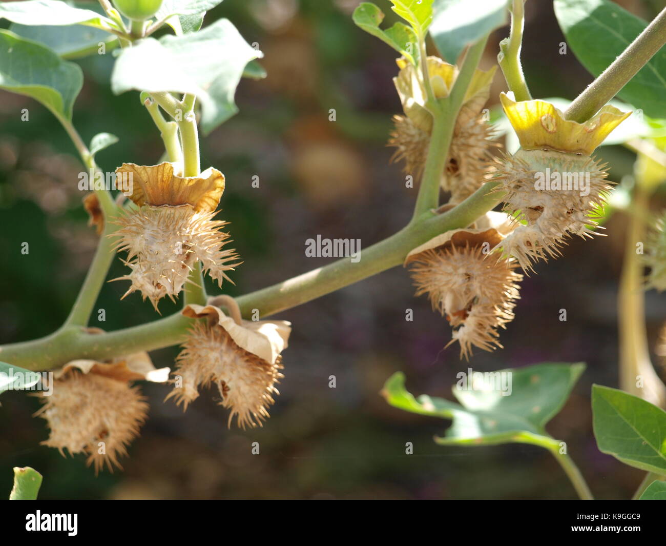 Texas letto di fiori all'ora inizia la caduta Foto Stock