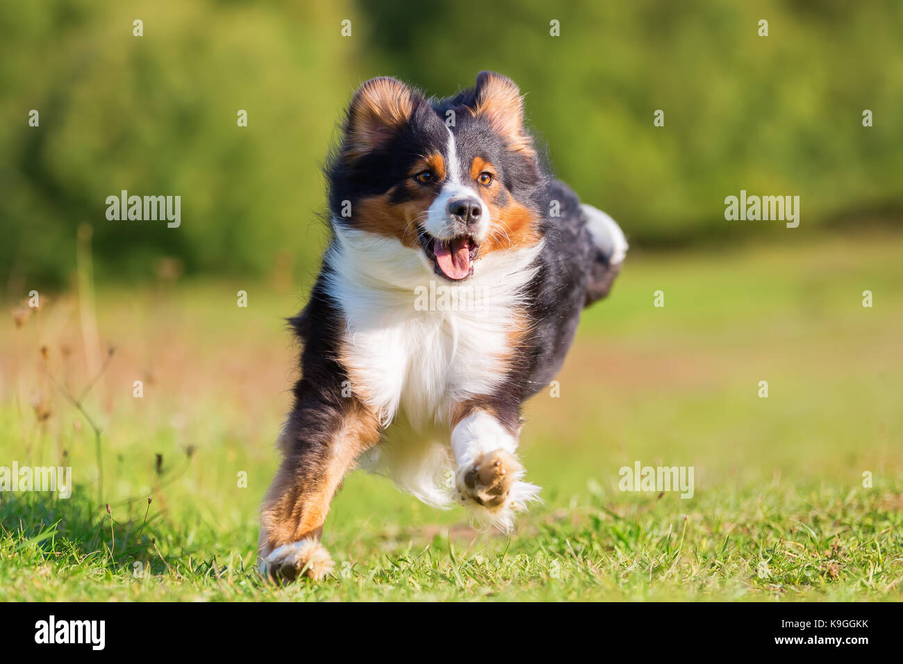 La foto di un pastore australiano cane che corre all'aperto Foto Stock