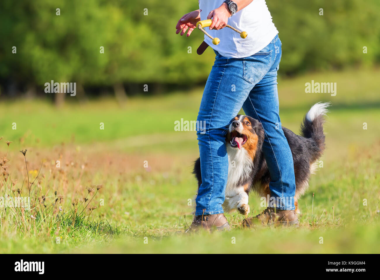 Donna cane fa ballare con il suo pastore australiano cane Foto Stock
