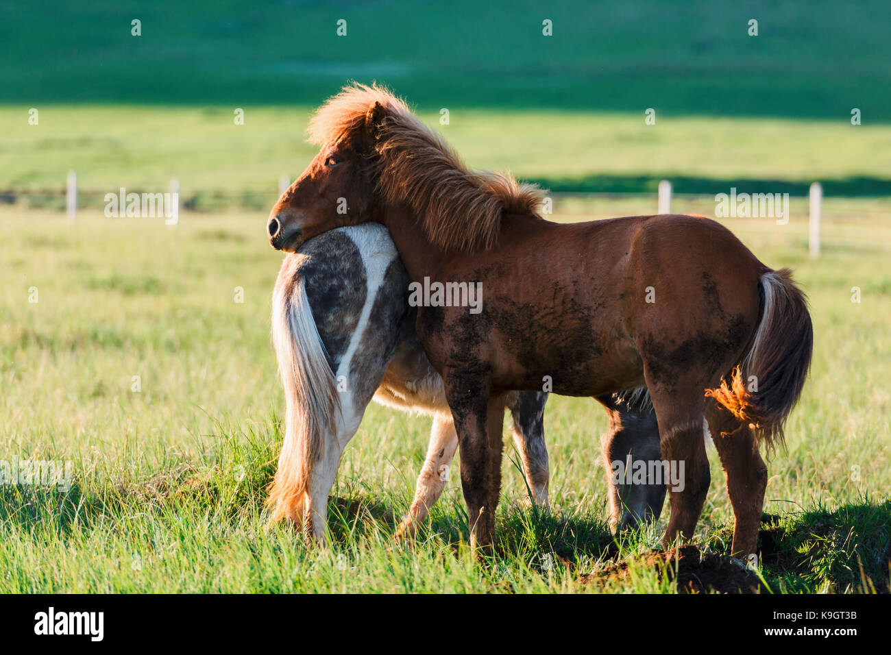 Coppia di cavalli islandesi Foto Stock