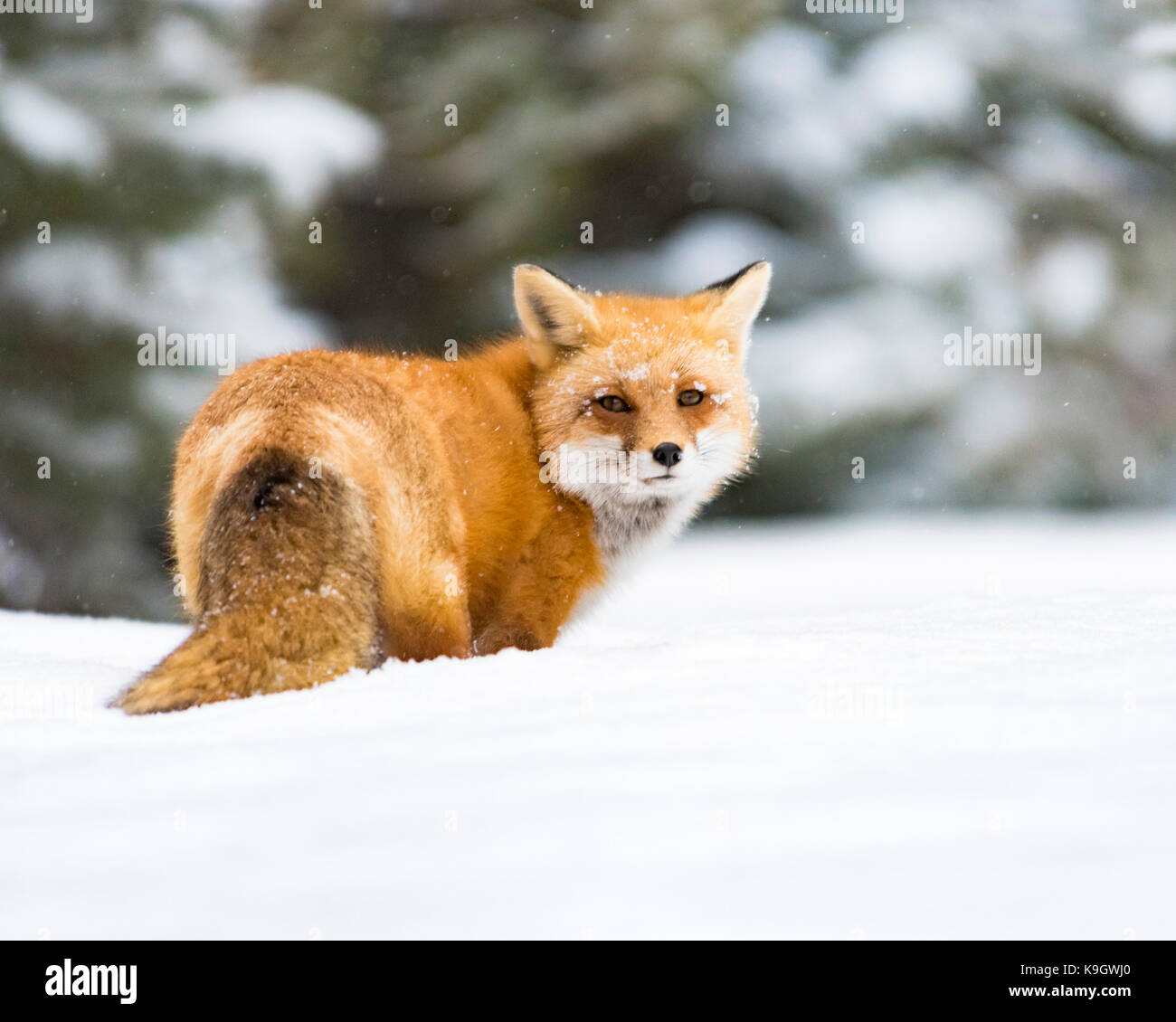 Inverno Red Fox in algonquin park canada Foto Stock