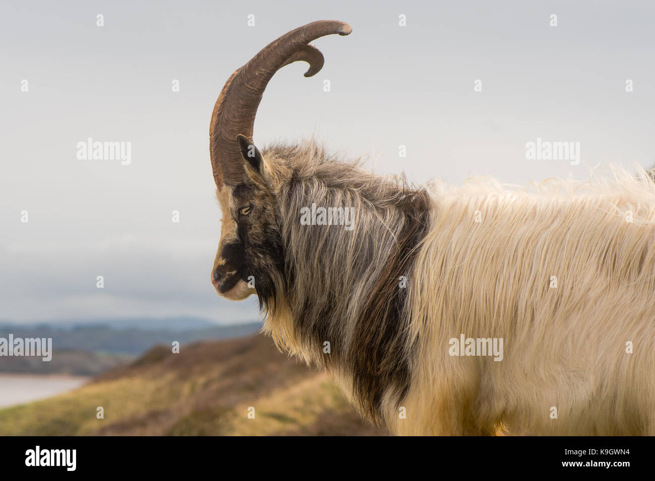 Feral maschio capre di montagna con grandi corna nel profilo. con i capelli lunghi caprone a brean giù nel Somerset, parte di una mandria selvaggia Foto Stock