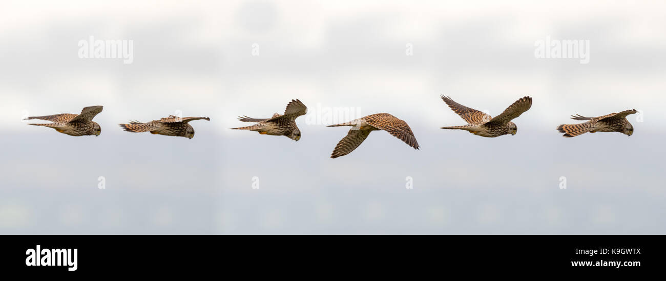 Il gheppio (Falco tinnunculus) passando in volo. composito delle posizioni di scansione di uccelli di preda mantenendo statica rispetto al suolo Foto Stock