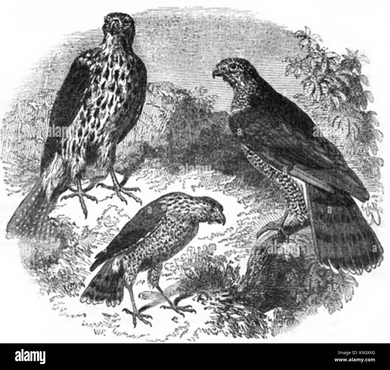 P215 Falchi Foto Stock