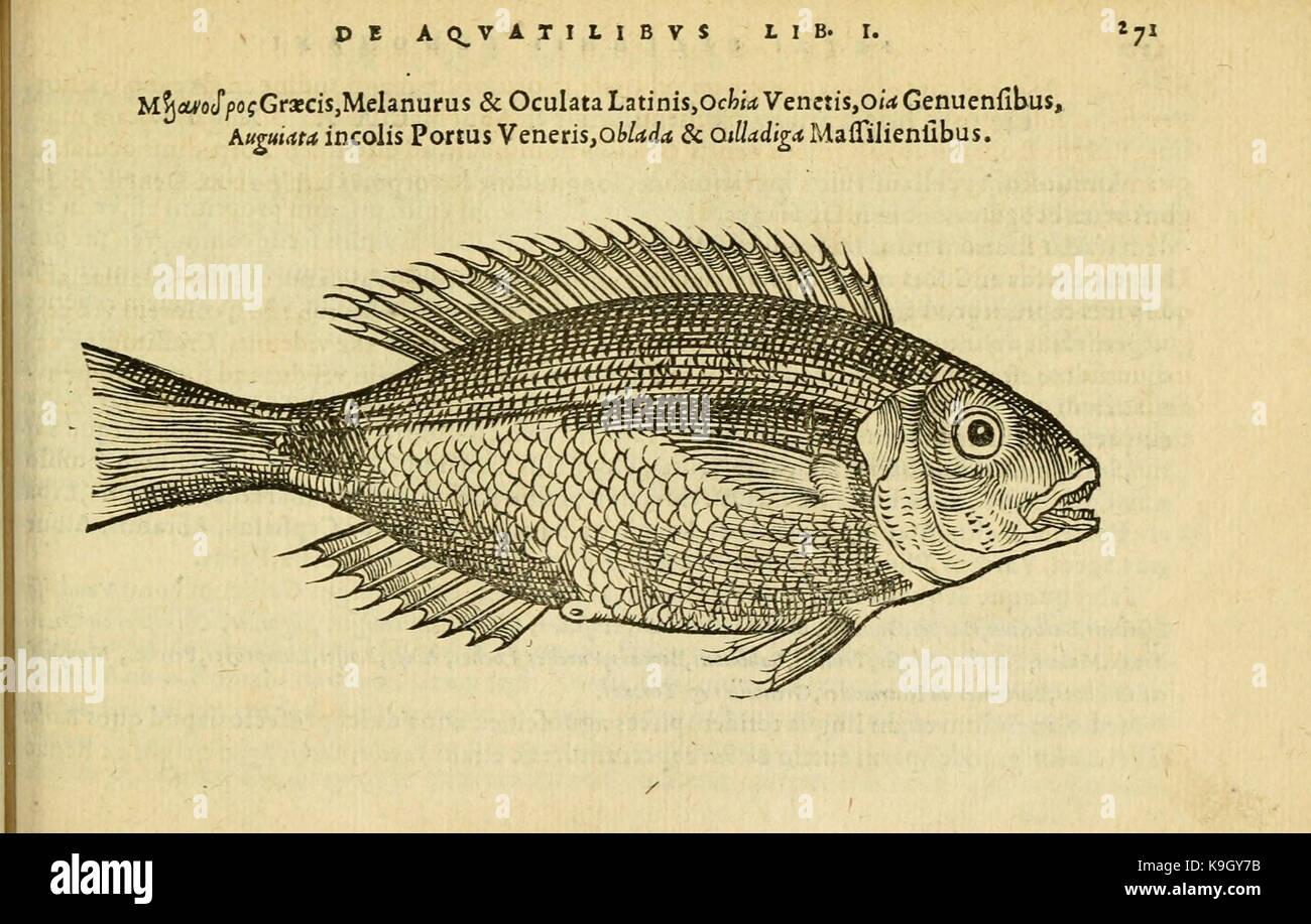 Petri Bellonii Cenomani De aquatilibus (pagina 271, Fig. 118) BHL4770415 Foto Stock