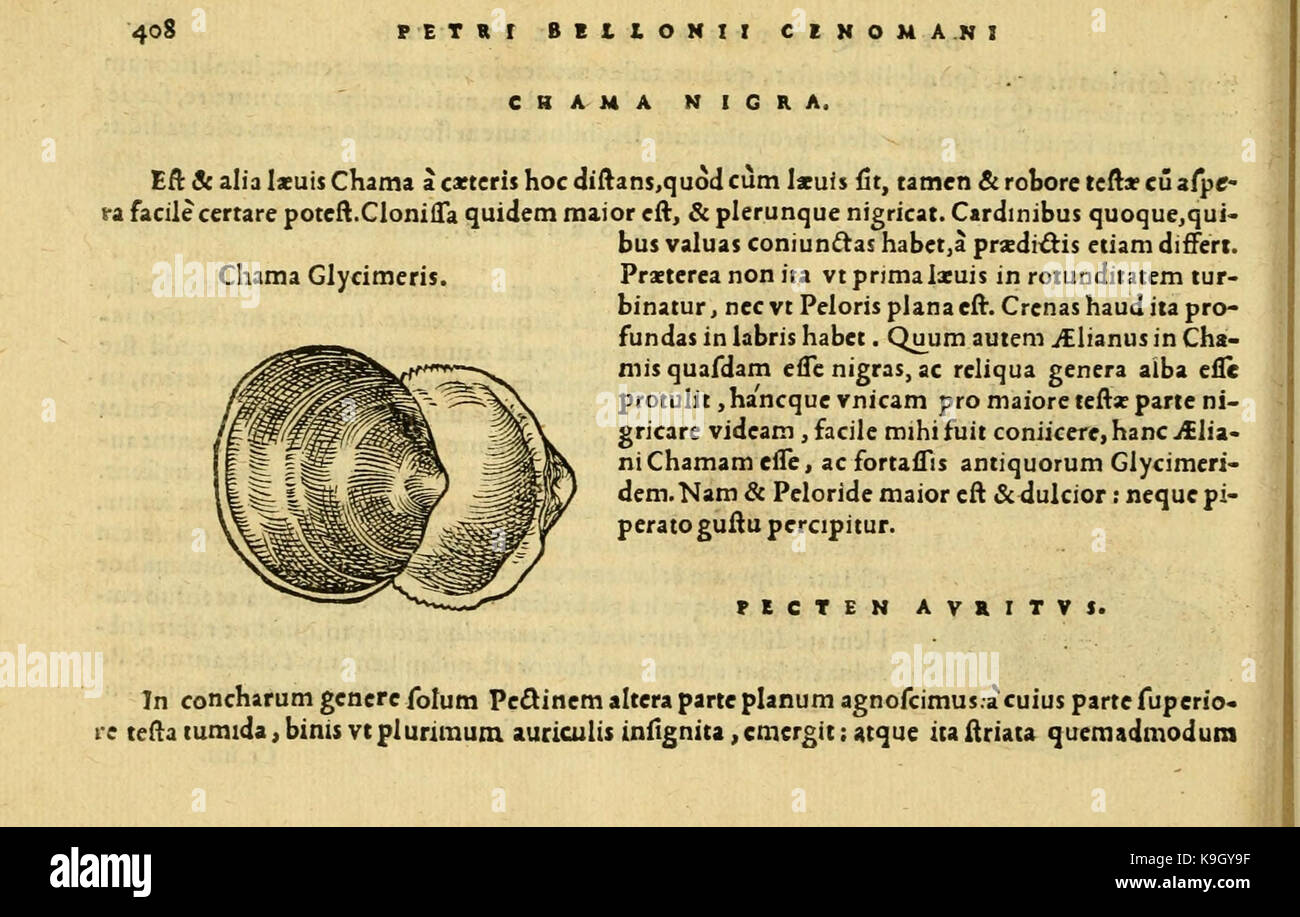 Petri Bellonii Cenomani De aquatilibus (pagina 408, Fig. 166) BHL4770552 Foto Stock